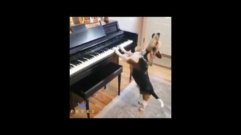 dog funny