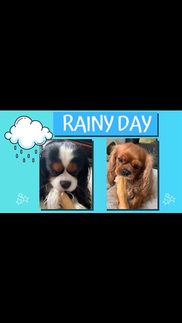 Adorable Dogs Chew Sticks on a Rainy Day