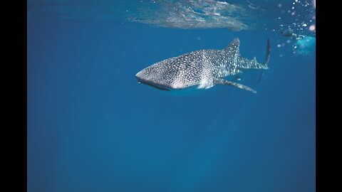 shark tries to attack man but ends up getting impaled