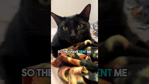 ACCEPT THE INVITE! #cat #blackcat #leonthecatdad #gamer #relatable #relationship