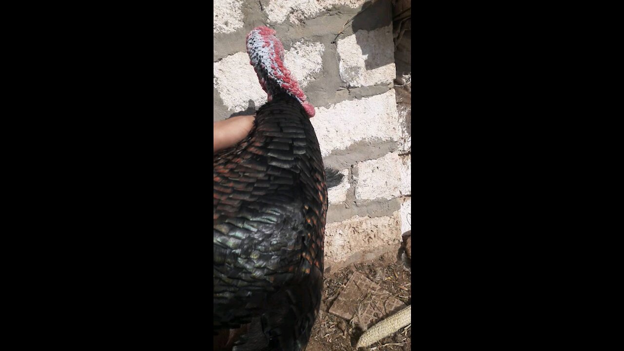 Turkey Bird