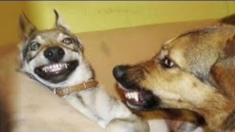 Funniest Animals Ever Awesome Funny Animals' Life Videos - Funniest Pets