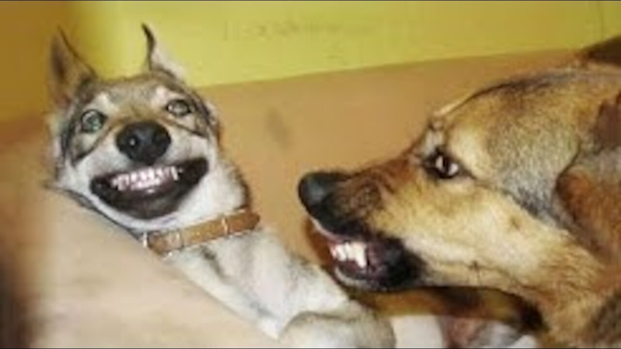 Funniest Animals Ever Awesome Funny Animals' Life Videos - Funniest Pets