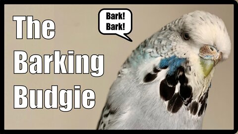 The Barking Budgie