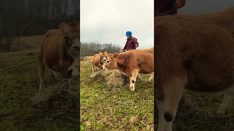Look how TINY these COWS are!! #minicow #minijersey #homestead
