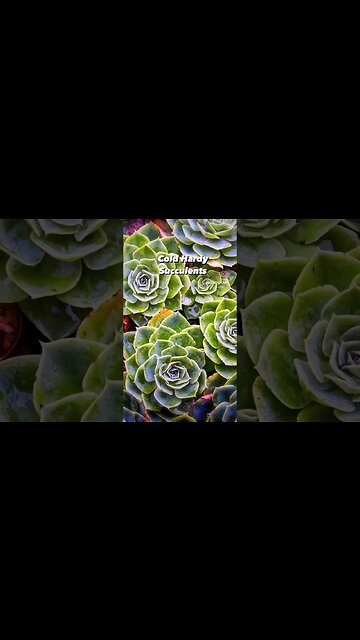 Cold Hardy Succulents