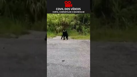 Macaco ficou pistola com a câmera
