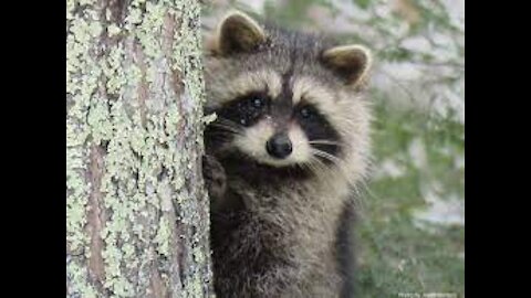 o(*￣▽￣*)ブ Most Adorable Red Panda