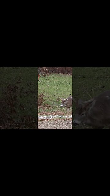 One lung Shot #shorts #deer #deerhunting