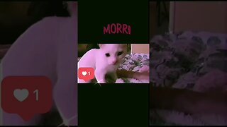 Olá, estou me preparando para dormir #fofuradodia #gatoengraçado #gatosendogato #gatoinfluencer