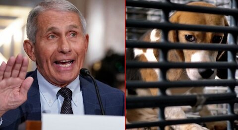 PUPPYGATE! Footage Emerges. Including ‘Inside One of Fauci’s Own Labs’. FAUCI IS SCREWED!