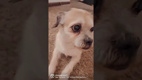 GIZMO BOOOOOM