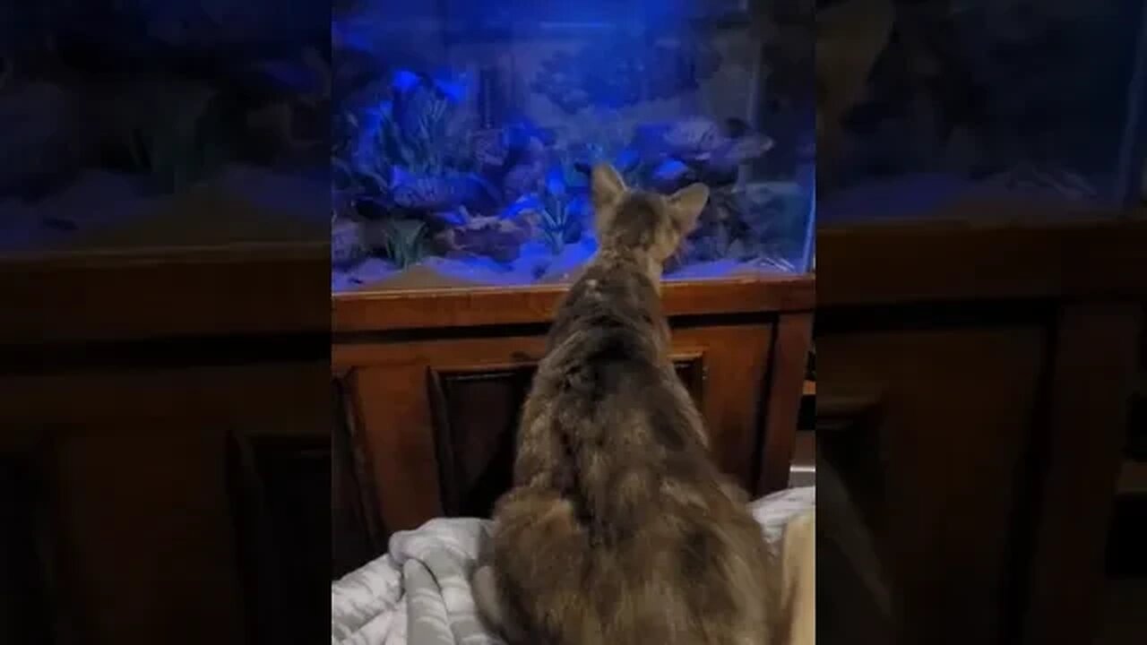 Meeting the fish for the first time