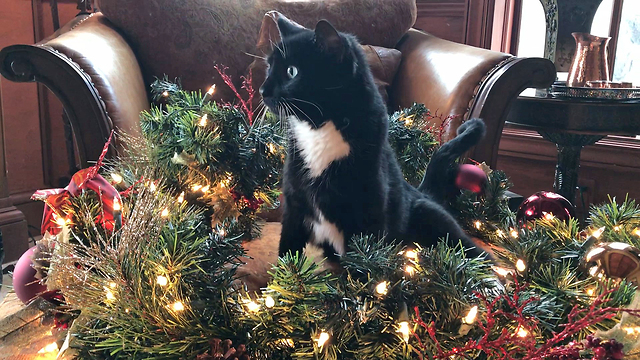 Funny Cat Inspects Christmas Decorations