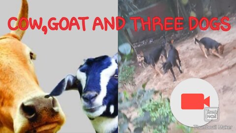 cow goat and three dogs