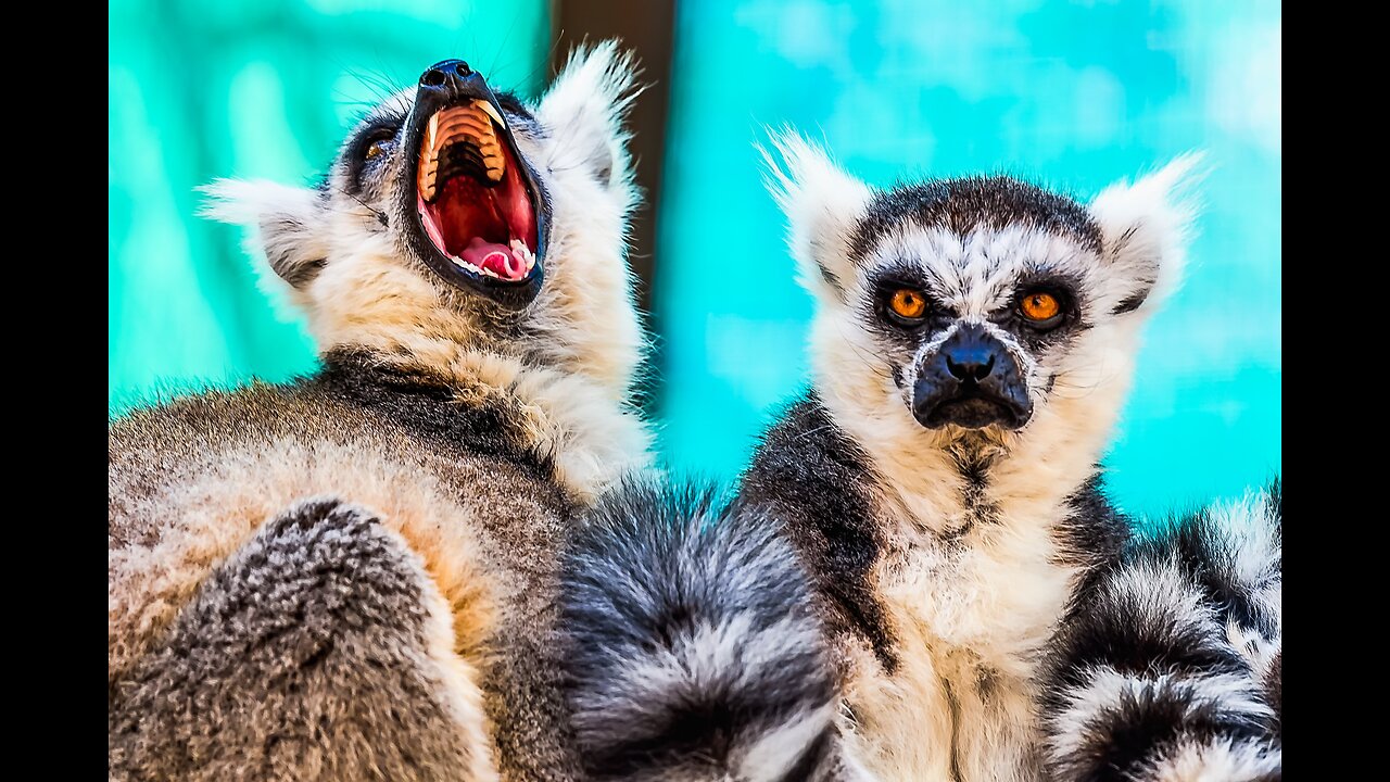 Ring-Tailed Lemurs Cleaning