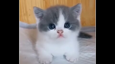 Cute Baby Cat