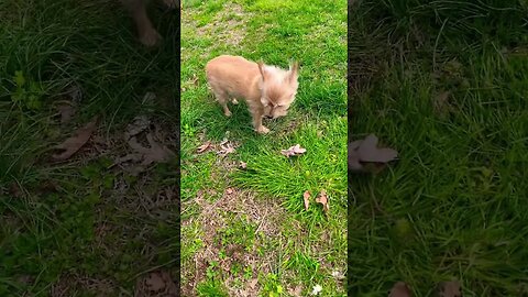 13 yrs Old with heart failure #short #dogs #doglover #olddogs