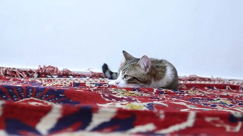 Cute Cat Sleeps on the Carpet