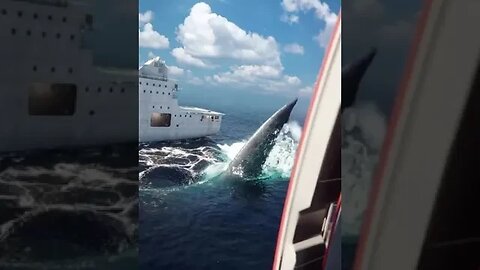 This is what a megalodon shark attack would look like