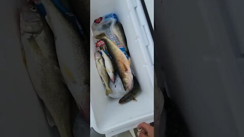 sloooow day 5 fish, big one was 25.5, Walleye were not cooperating!! they're there just not hungry!
