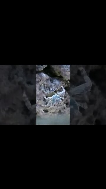 Crabs in Philippines