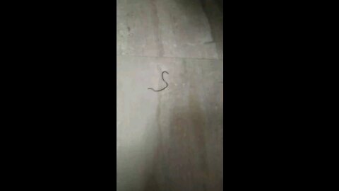 Crazy small snake!