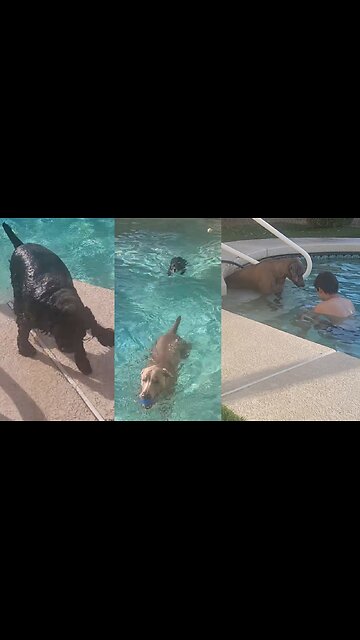 Another perfect Thursday afternoon spent swimming with my son and our furry friends