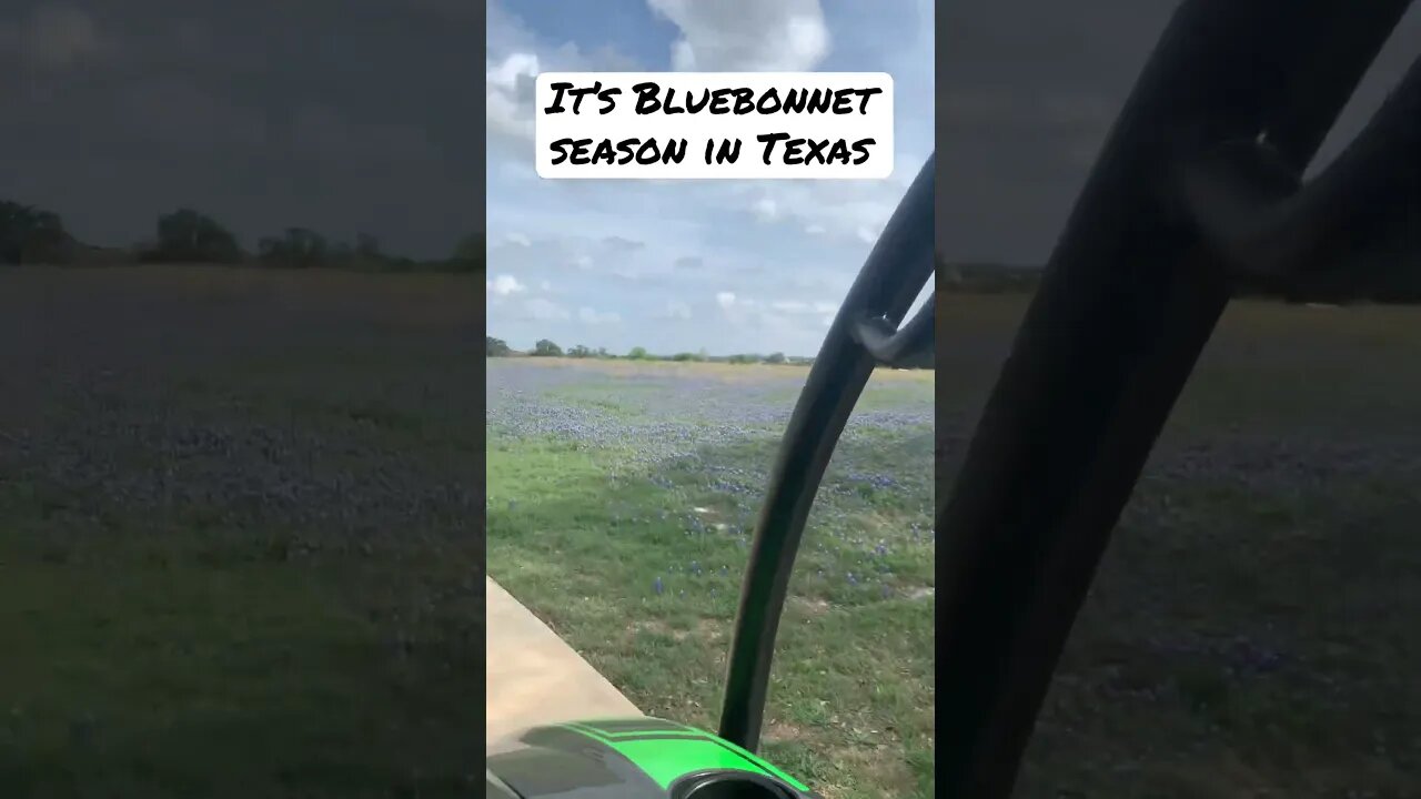 It’s Bluebonnet Season in Texas! #bluenonnets