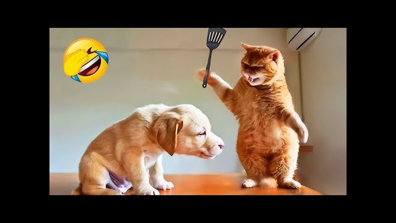 Funny Dogs And Cats Videos 2023 😅 - Best Funniest Animal Videos Of The Month #FunnyAnimals