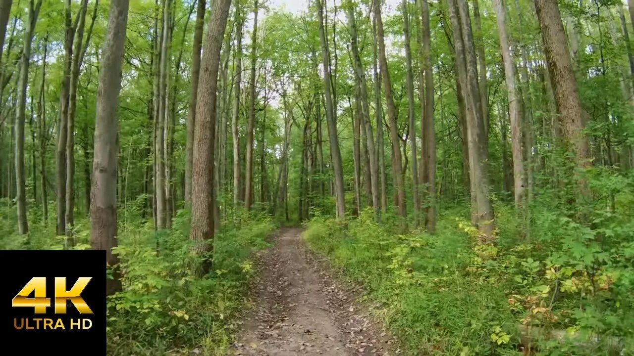 POV 4K Virtual Hike Through Overgrown Trail - With Relaxing Nature Sounds
