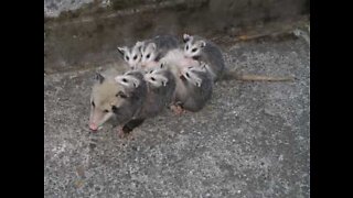 Family of opossums found in BBQ grill