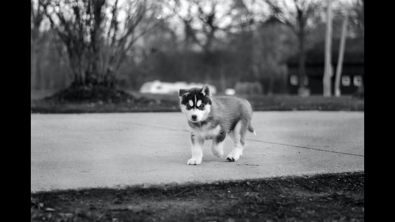 ❤️Little Husky pup trying to climb on the platform.❤️