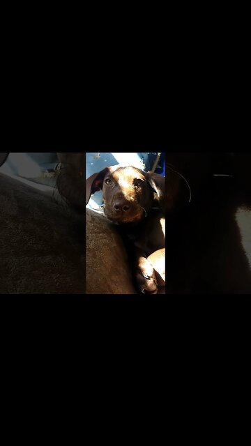 sleepy pup. (butters)