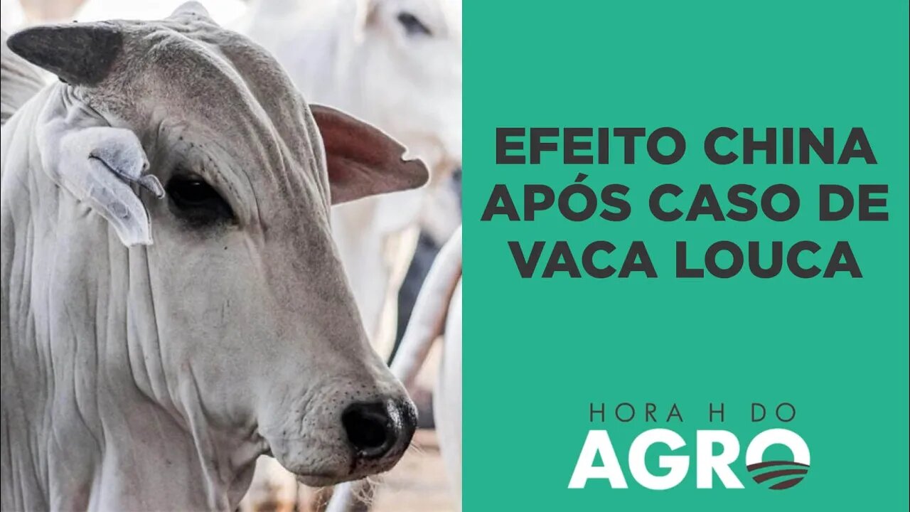 Vaca louca atípica: Quando a China vai retomar as compras do Brasil? | HORA H DO AGRO