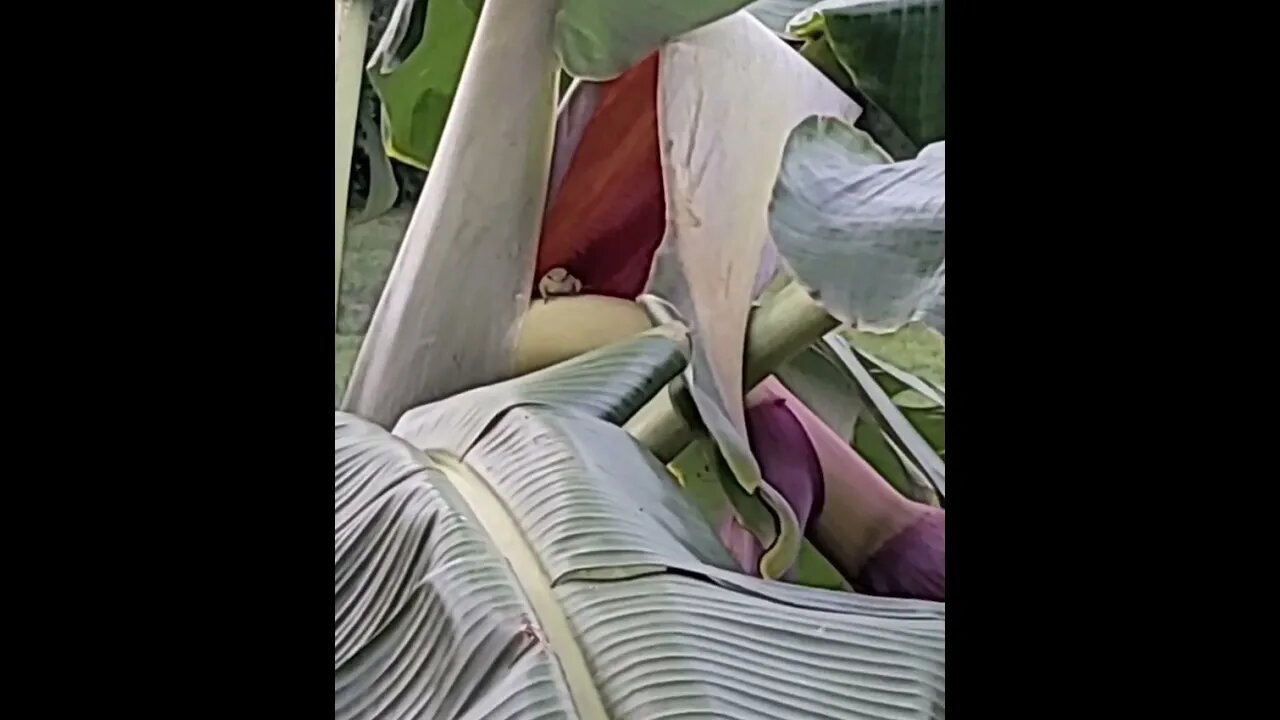 What is this creature?