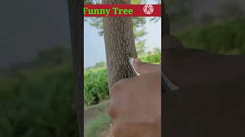 Funny tree💰💰 #video #viral #funny #shorts