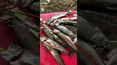 Great Day Trout Fishing! #rainbowtrout #troutfishing #fishing