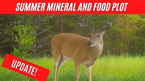 Food plot and mineral site update and photos