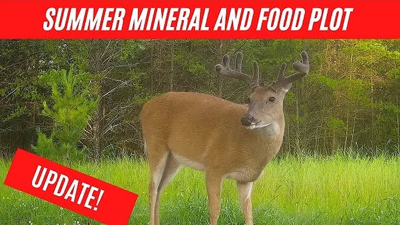 Food plot and mineral site update and photos