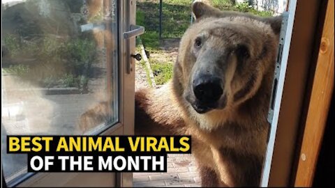 Top Viral Animal Videos. Dangerous animal videos