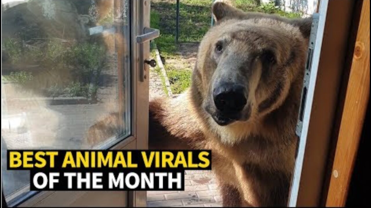Top Viral Animal Videos. Dangerous animal videos