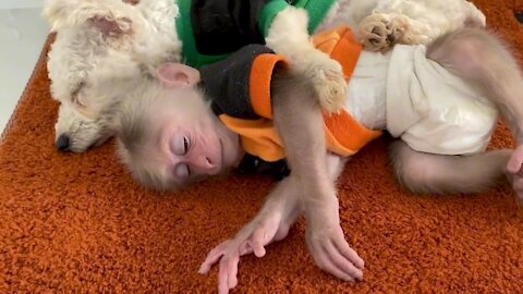 Puppy and monkey sleeping together. The cutest video you've seen!