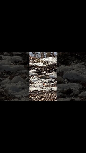 Squirrel attacks chickmunk. #squirrel #wildlife #wildlifephotography #nature #minnesota #chickmunk