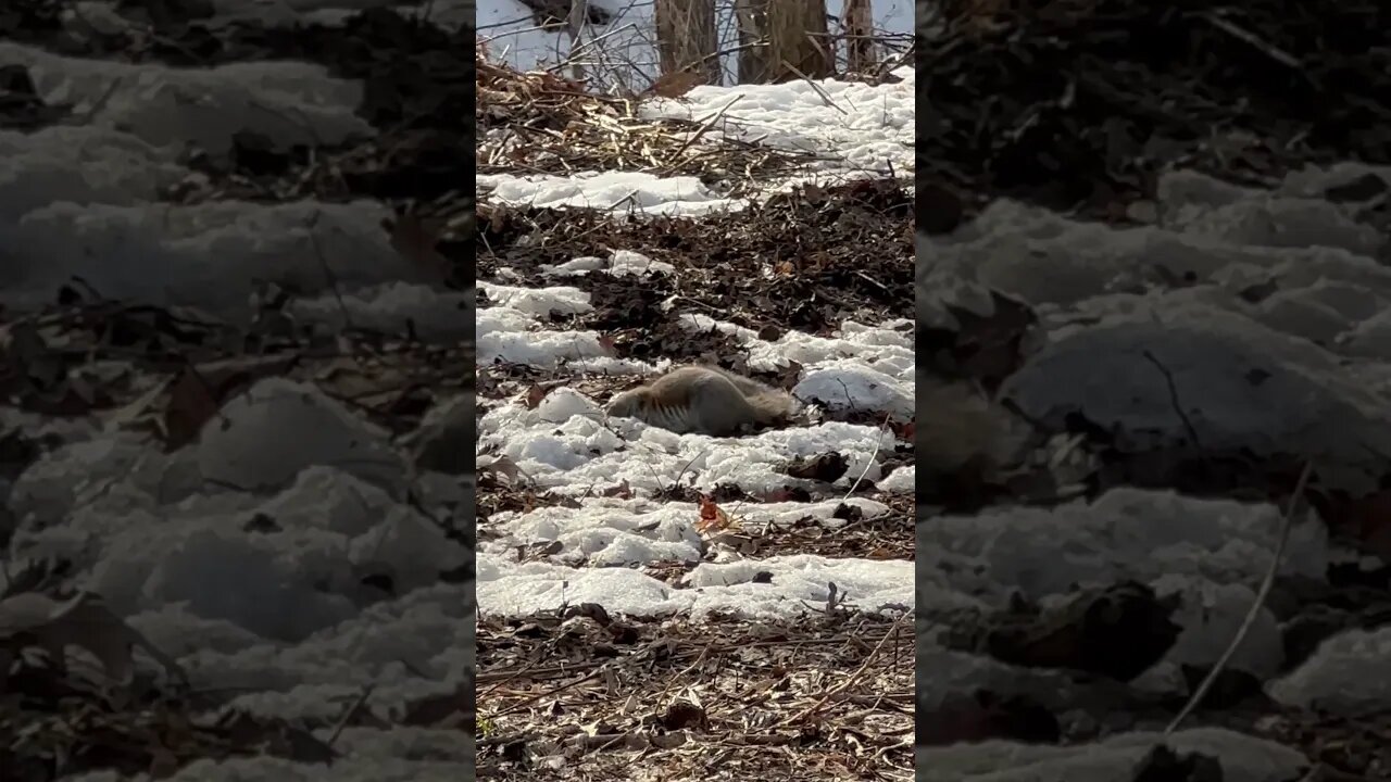 Squirrel attacks chickmunk. #squirrel #wildlife #wildlifephotography #nature #minnesota #chickmunk
