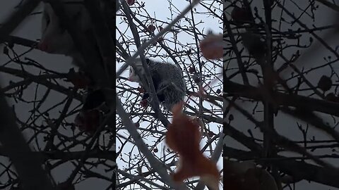 Opossum Stealing My Apples