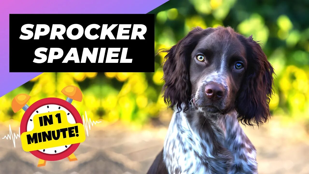 Sprocker Spaniel - In 1 Minute! 🐶 One Of The Most Popular Crossbreed Dogs In The World