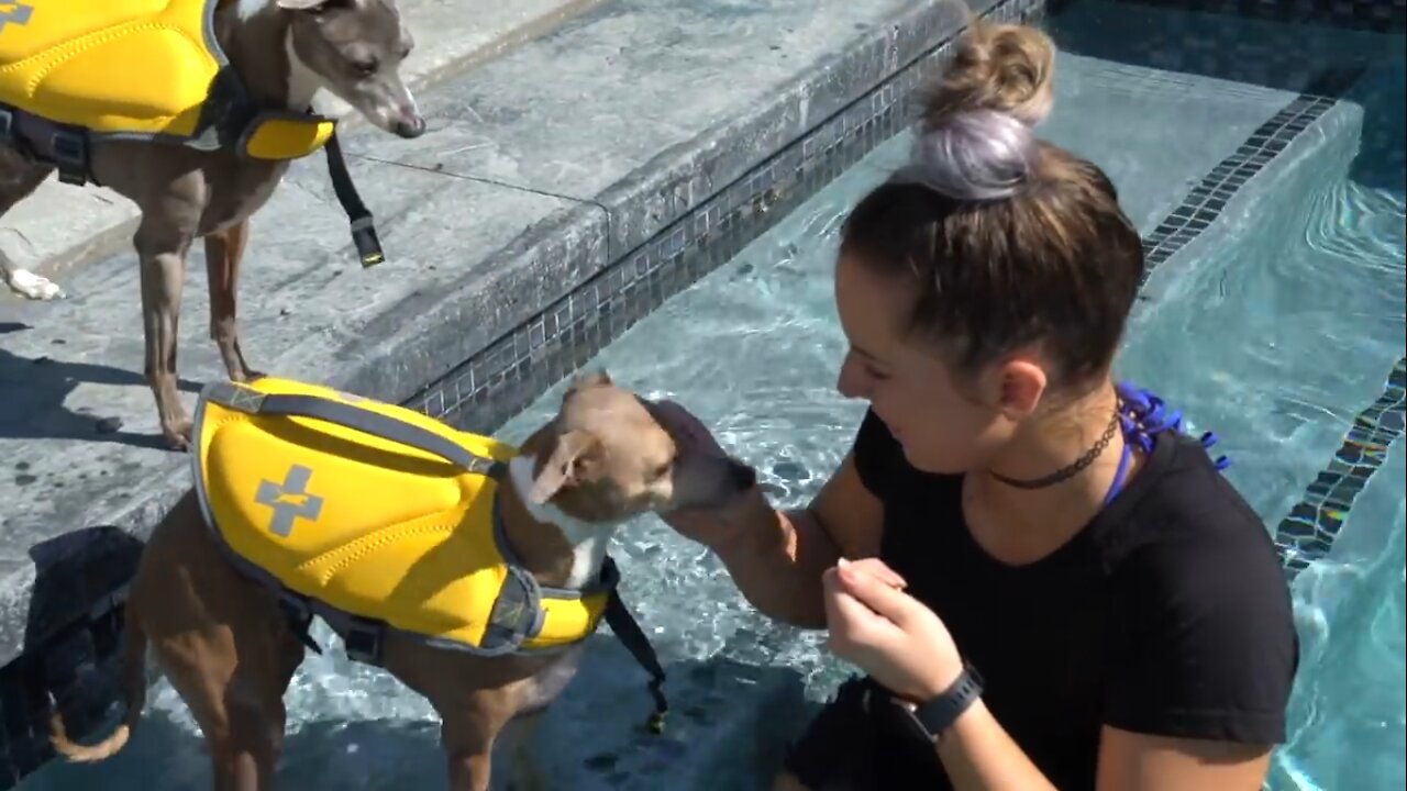 The Best Way To Teach Your Dog How To Swim