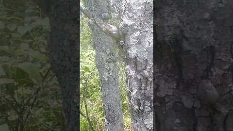 Little tree frog I stumbled across:Barataria Nature Presreve. Sorry no audio.#treefrog #Louisiana