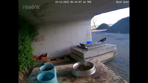 Magpies 15:11 6 20am